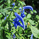 image de Salvia patens