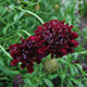 image de Scabiosa atropurpurea