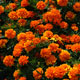 image de Tagetes