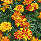 image de Tagetes