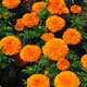 image de Tagetes