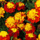 image de Tagetes