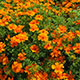 image de Tagetes tenuifolia