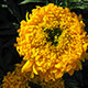 image de Tagetes