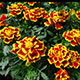 image de Tagetes