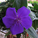 image de Tibouchina urvilleana