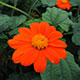 image de Tithonia rotundifolia