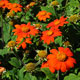 image de Tithonia