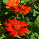 image de Tithonia rotundifolia