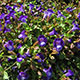 image de Torenia x hybrida