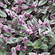 image de Tradescantia