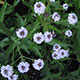 image de Verbena rigida