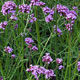 image de Verbena bonariensis