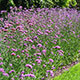 image de Verbena bonariensis