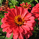 image de Zinnia