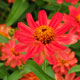 image de Zinnia