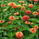 image de Zinnia