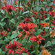 image de Zinnia tenuifolia