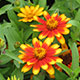 image de Zinnia