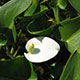 image de Calla palustris