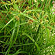 image de Cyperus sp.