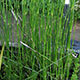 image de Equisetum sp.