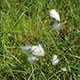 image de Eriophorum angustifolium