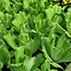 image de Pistia stratiotes