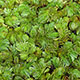 image de Salvinia sp.