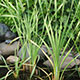 image de Typha latifolia