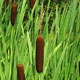 image de Typha latifolia