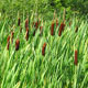 image de Typha latifolia