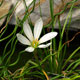 image de Zephyranthes candida