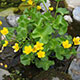 image de Caltha palustris