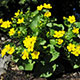 image de Caltha palustris