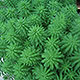 image de Myriophyllum aquaticum