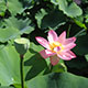 image de Nelumbo sp.