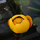 image de Nuphar sp.