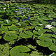 image de Nymphaea sp.