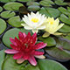 image de Nymphaea sp.