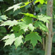 image de Acer saccharum