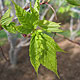 image de Acer pensylvanicum