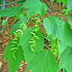 image de Acer pensylvanicum