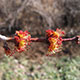 image de Acer rubrum