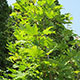 image de Acer platanoides