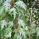 image de Betula pendula