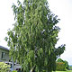 image de Betula pendula