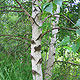 image de Betula populifolia