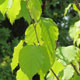 image de Betula papyrifera