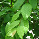 image de Carpinus caroliniana